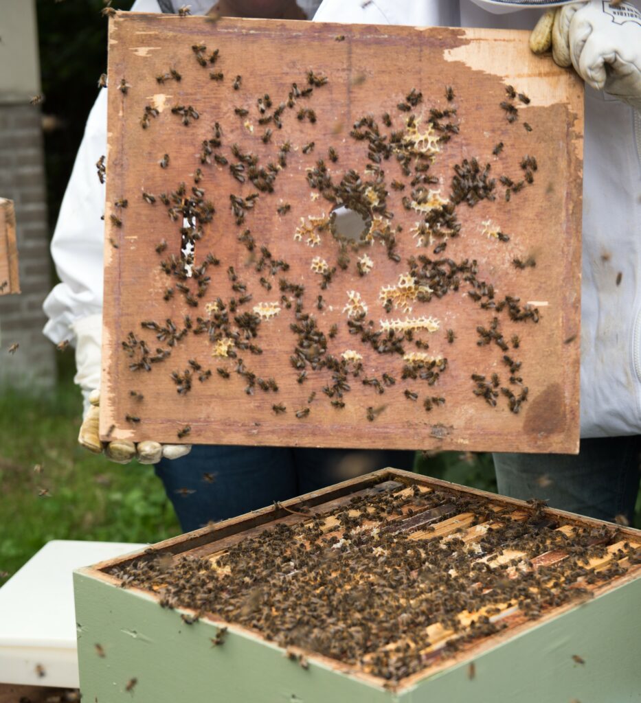 Photo of beehive with bees