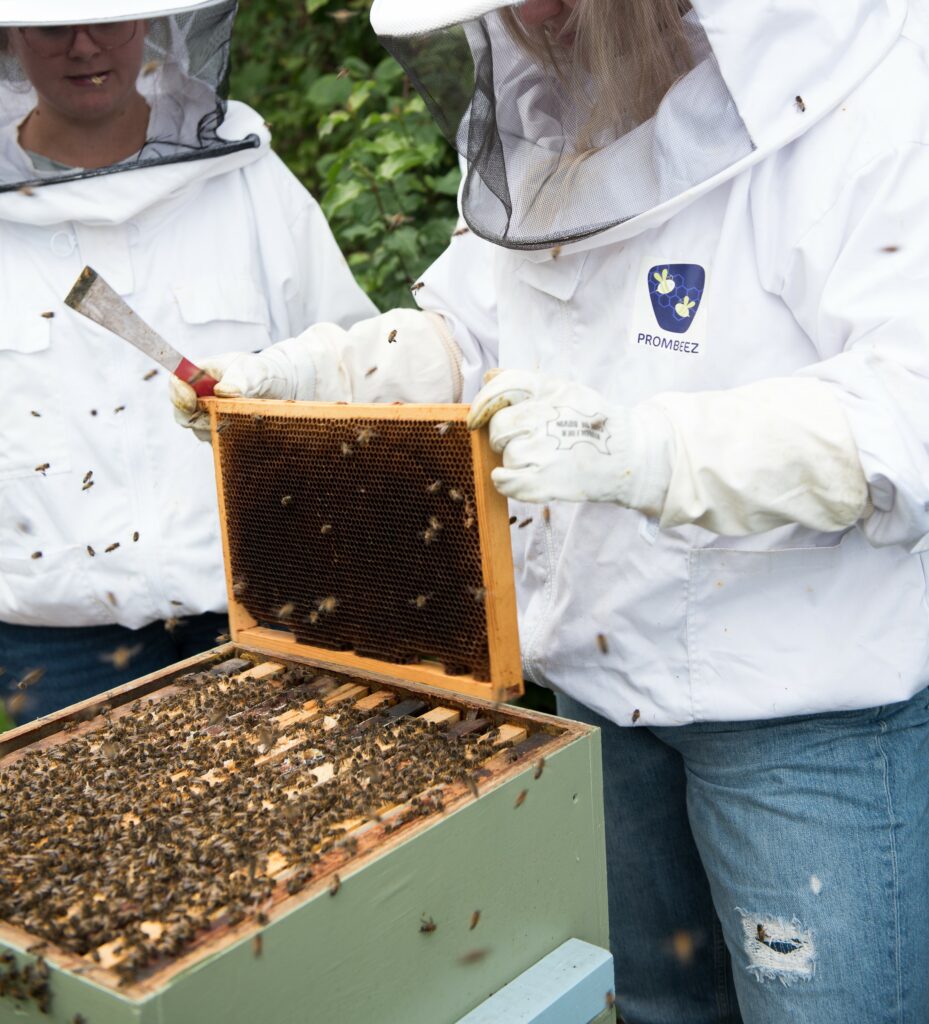 Photo of beehive with bees and beekeepers