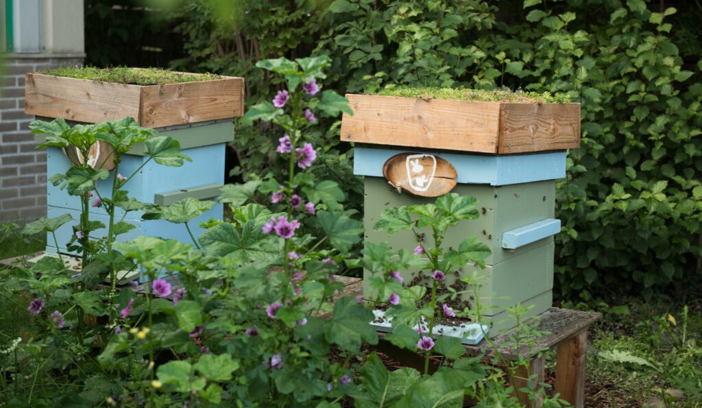 Photo of beehives from Prommenz with flowers
