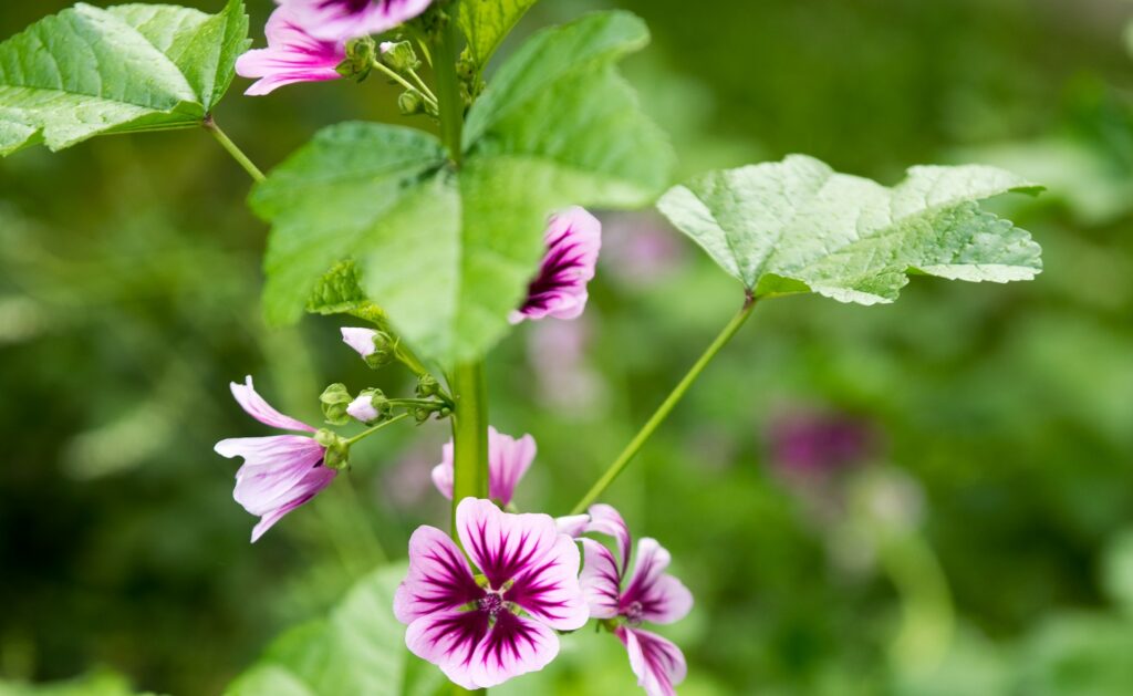 Photo of flowers from Prombeez