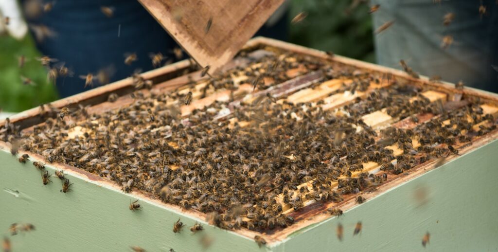 Photo of bees in beehive