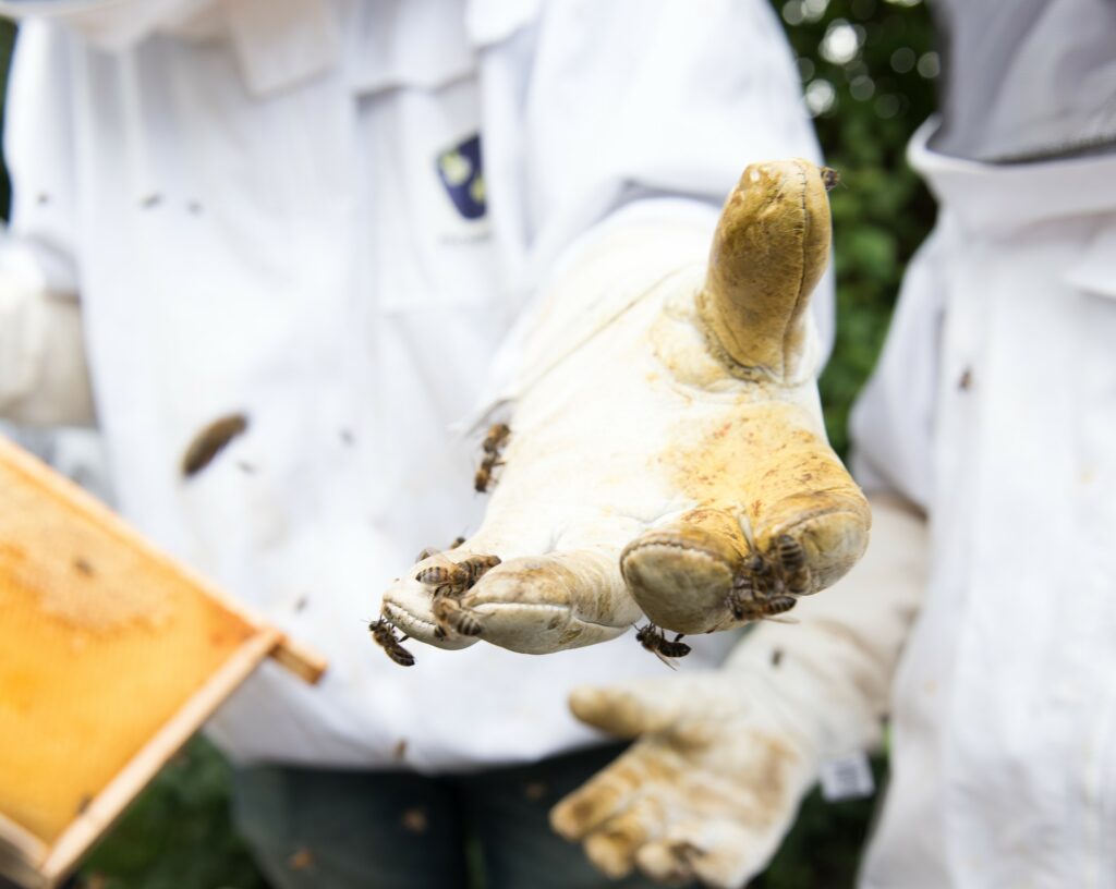 Hand beekeeper with bees