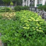 _medium_Koninginnelaan_04-07-2013_004